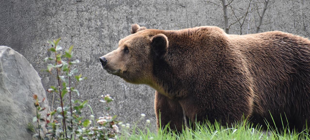 Sofia Zoo, photo 4 of 6