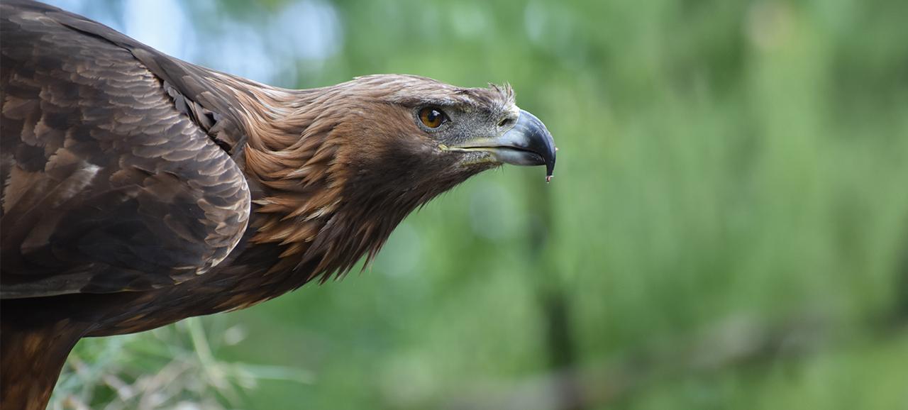 Sofia Zoo, photo 5 of 6