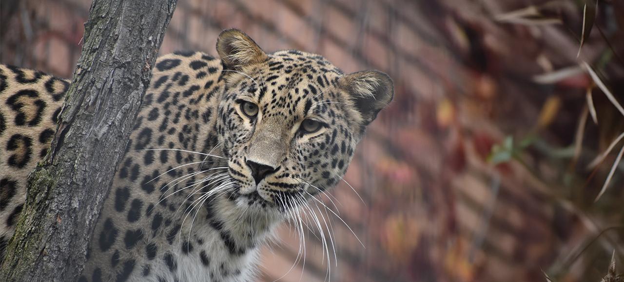 Sofia Zoo, photo 6 of 6
